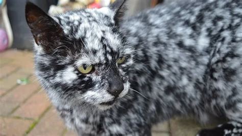 Rare Condition Find Out Why This Black Cat Is Turning White Cattime