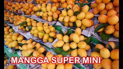 Unik Mangga Super Kecil Tiny Manggo Youtube