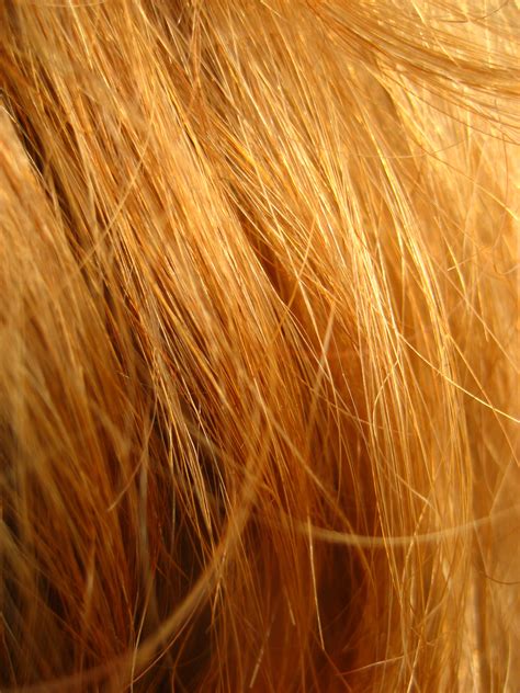 file redhead close up wikimedia commons