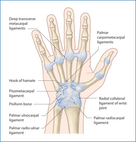 Ligaments Of The Hand Anatomy Anatomical Charts Posters