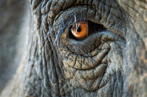 Gripping Photos Capture The Beauty And Plight Of The Worlds Elephants