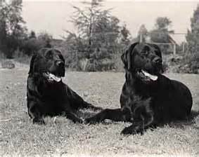 Opdræt af 'formel 1' labrador er udtryk for en speciel holdning til hundenes brugsmæssige. Labradors
