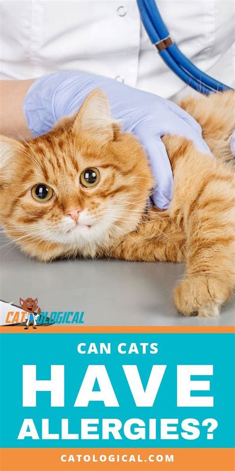 If your cat suffers from seasonal allergies and you want to use natural remedies instead of steroids or drugs, there are several options that might help your kitty. Cat Care Health Can cats have allergies like their humans ...