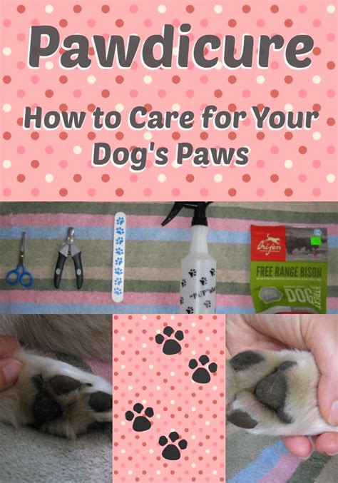Pawdicure How To Care For Your Dogs Paws