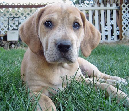The hound lab mix, is a mixed breed dog resulting from breeding the hound and the labrador retriever. Bindi the Plott Hound / Labrador mix | Puppies | Daily Puppy