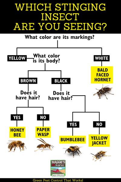 How To Identify Stinging Insects Maggies Farm Ltd