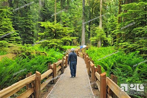 Boardwalk In Temperate Rain Forest Of Cathedral Grove Mcmillan