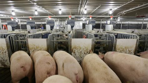 Automatically Separate Sows From Herd Nedap Livestock Management