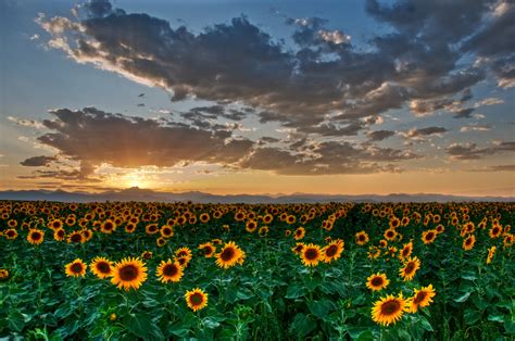 Fondos De Pantalla Cielo Campo Flor Silvestre Girasol Planta