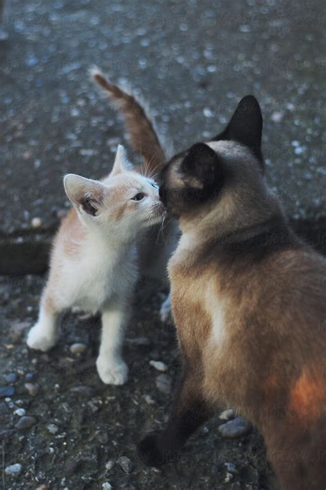Cats Kissing Each Other By Stocksy Contributor Jovana Rikalo Stocksy