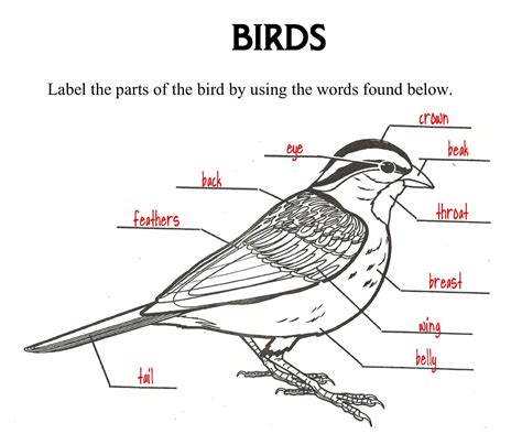 Help your child learn about the human body with a body parts worksheet. Parts Of A Bird Worksheet | Printable Worksheets and ...