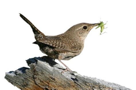 Bloody hell, that thing's cactus! you say to yourself as you step out of the car, cringing at the destruction the dead marsupial has wrought. Wren PNG Transparent Wren.PNG Images. | PlusPNG