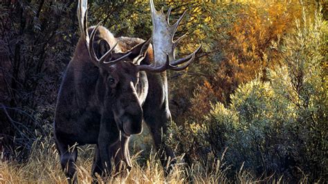 72 Moose Wallpapers Wallpapersafari
