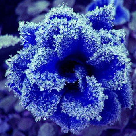 Pin By Uli Knüttel On The Color Blue Flowers Snow Flower Beautiful