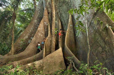 ConheÇa SamÚma A Árvore Rainha Da Floresta AmazÔnica Sagrada Para Os Povos Antigos