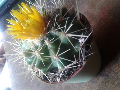 7 best types of cactus to grow indoors. How to Grow Cactus Indoors (with Pictures) - wikiHow