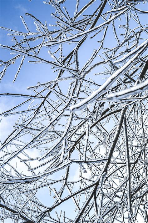 Branches Ice Winter Frost Hd Phone Wallpaper Peakpx
