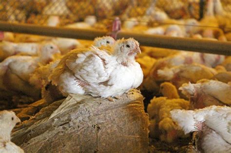 10 Things You Need To Know About Factory Farmed Chickens