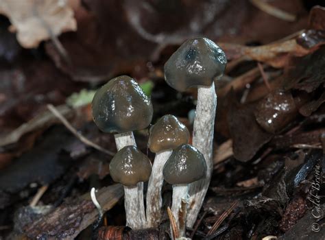 Discover The Many Types Of Psilocybin Magic Mushrooms