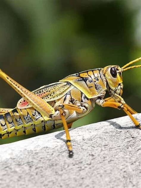 Discover How Long Do Grasshoppers Live Az Animals