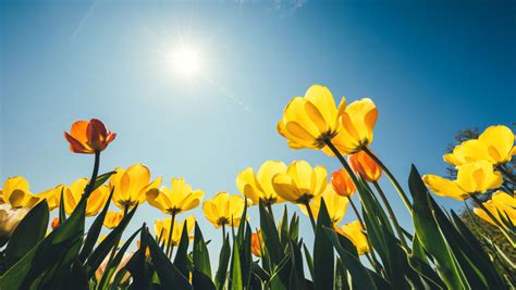 Can you smell the flowers already? 15 Scientific Reasons Spring Is the Most Delightful Season ...