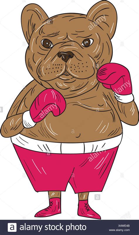 Boxer Dog Cartoon Illustration Stock Photos And Boxer Dog Cartoon