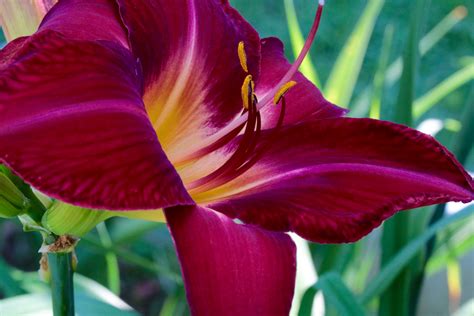Red Volunteer Daylily Grows Everywhere Oakes Daylilies