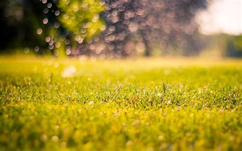 Free Download Nature Meadow Grass Green Morning Day Bokeh Blur Macro