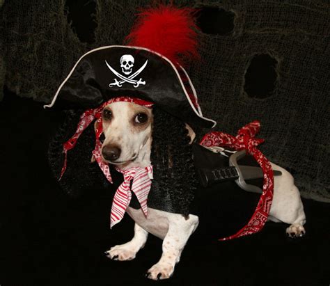 Pet Costumes Adorable Ways To Dress Up Your Dog For Halloween