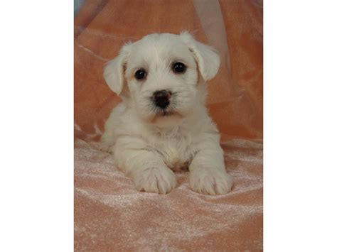 Puppies For Sale Schnoodle All Sizes Miniature Schnoodles F