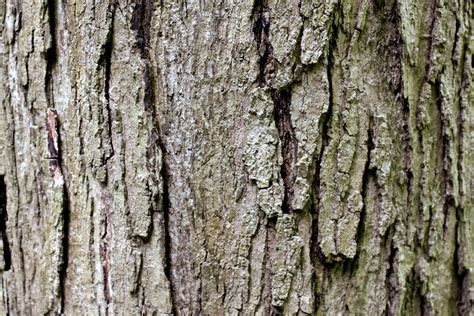 Tree Bark Free Stock Photo Public Domain Pictures