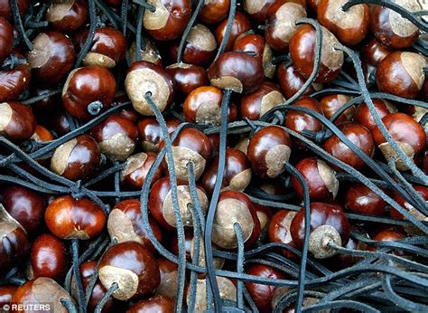 The End Of The Conker Playground Staple Could Vanish Within 15 Years