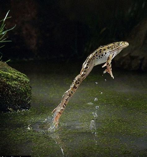 Captivating Leopard Frog Leaping
