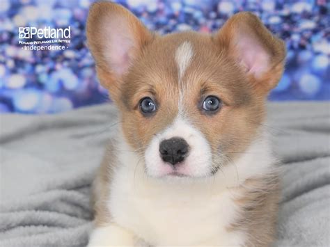 F1b, standard size, wormed and vaccinations. See our Pembroke Welsh Corgi puppies for sale near Kansas ...
