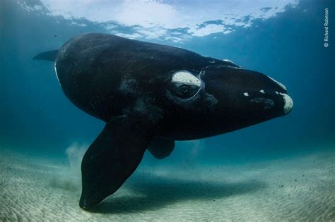 Wildlife Photographer Of The Year The Southern Right Whales Song Of
