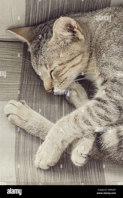 A Cat Sleeps On Bed Stock Photo Alamy