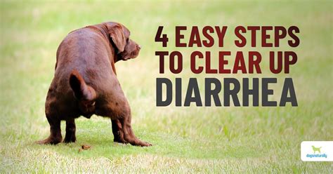 What To Do To Help A Dog With Diarrhea