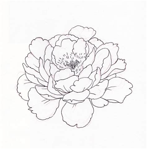 Peonies Flower Line Drawing