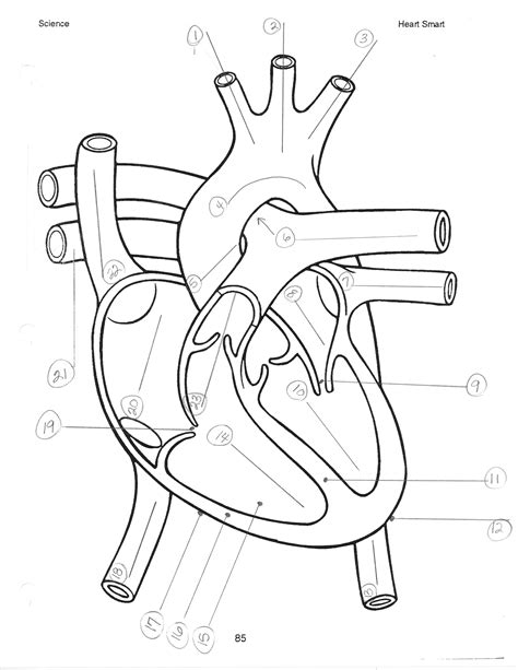 Heart Anatomy Printable Coloring Pages Sketch Coloring Page