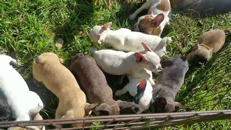 French bulldog puppies for sale - YouTube