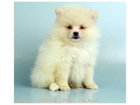 Pomeranian Dog Female Cr 2099189 My Next Puppy