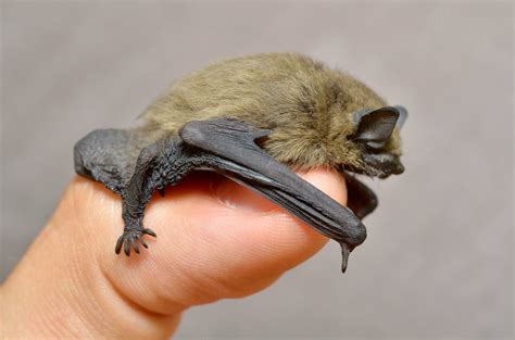 Species Of Uk Week 59 Pipistrelle Bats Pipistrellus