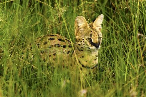 Beautiful Serval Wild Cat Stock Photo Image Of Africa 101921868