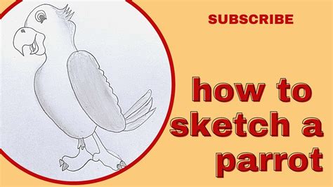 How To Sketch A Parrot Parrot Drawing How To Draw A Parrot