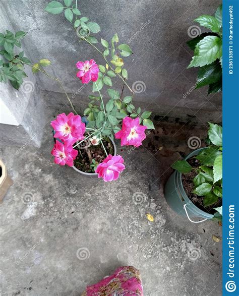 Pink Mini Rose Plant Stock Image Image Of Flower Blossom 236133971