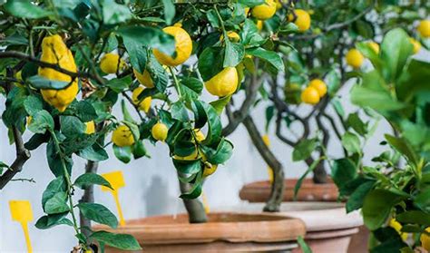 Cara Budidaya Tanaman Buah Dalam Pot Agar Cepat Berbuah Indoor Fruit
