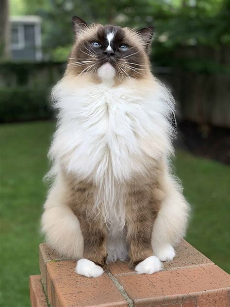 Ragdoll Cats Everything To Know About Ragdoll Cat Breed