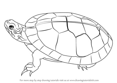 Painted Turtle Drawing