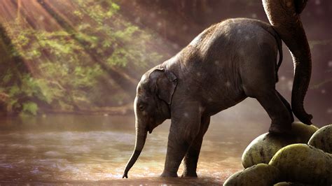 Baby Elephant Drinking Water 4k 8k Wallpapers Hd Wallpapers Id 26157