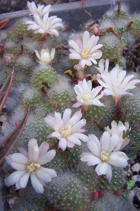 Oregon Cactus Blog Rebutia Albiflora
